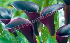 Калла Капитан Палермо Zantedeschia Captain Palermo