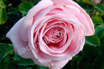 Роза чайно-гибридная Фредерик Мистраль Rose hybrid tea Frederic Mistral