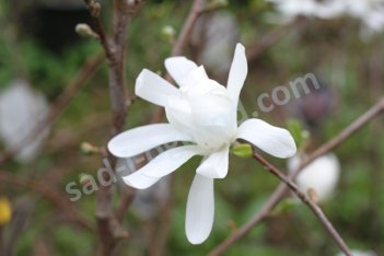 Магнолия звездчатая Роял Стар Magnolia Royal Star