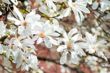 Магнолия Кобус Magnolia kobus