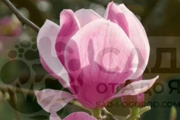 Магнолия Суланжа Magnolia soulangeana