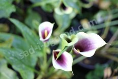 Калла Пикассо Zantedeschia Picasso