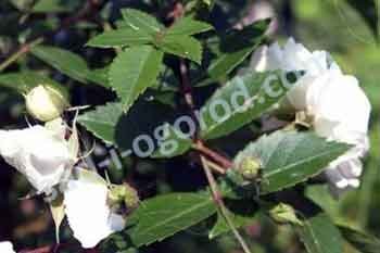 Роза плетистая Уншульд Rose climbing Unschuld *new