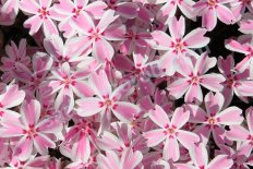 Флокс шиловидный Кэнди Страйпс Phlox subulata Candy Stripes