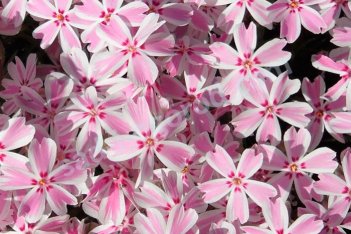 Флокс шиловидный Кэнди Страйпс Phlox subulata Candy Stripes