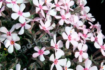 Флокс шиловидный Эпл Блоссом phlox subulata Apple Blossom