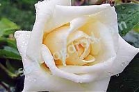 Роза плетистая Ильзе Крон Супериор Rose Ilse Krohn Superior