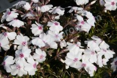 Флокс шиловидный Эмейзинг Грейс Phlox subulata Amazing Grace