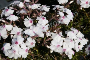 Флокс шиловидный Эмейзинг Грейс Phlox subulata Amazing Grace