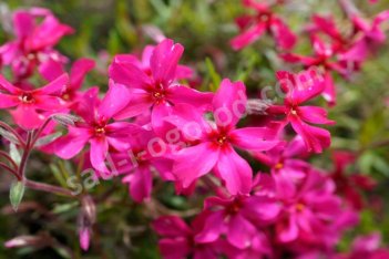 Флокс шиловидный Скарлет Флейм Phlox subulata Scarlet Flame