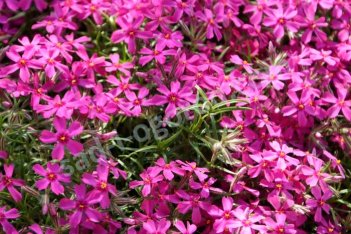 Флокс шиловидный Самсон Phlox subulata Samson