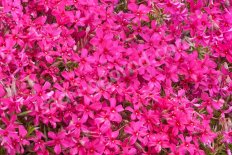Флокс шиловидный Ред Вингс phlox subulata Red Wings
