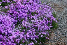 Флокс шиловидный Пепл Бьюти phlox subulata Purple Beauty
