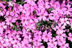 Флокс шиловидный Моерхайми phlox subulata Moerheimii
