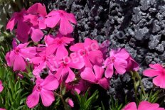 Флокс шиловидный Мак Даниелс Кьюшен Phlox subulata Mac Daniel's Cushion