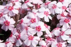 Флокс шиловидный Корал Ай Phlox subulata Coral Eye