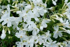 Флокс шиловидный Уайт Делайт Phlox subulata White Delight