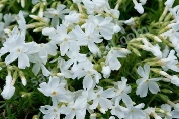Флокс шиловидный Уайт Делайт Phlox subulata White Delight