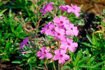 Флокс стелющийся Розеа Phlox procumbens Rosea