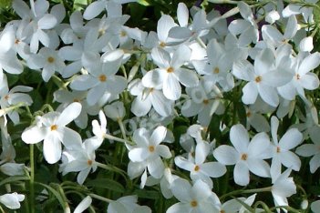 Флокс столоносный Альба Phlox stolonifera Alba