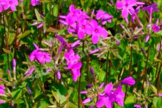 Флокс столоносный Пурпуреа Phlox stolonifera Purpurea