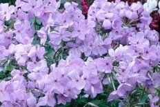 Флокс столоносный Блю Ридж Phlox stolonifera Blue Ridge