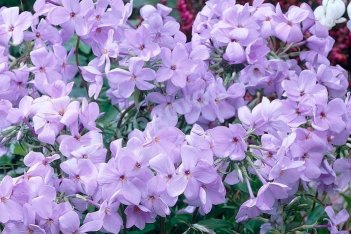 Флокс столоносный Блю Ридж Phlox stolonifera Blue Ridge
