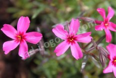 Флокс шиловидный Атропурпуреа Phlox subulata Atropurpurea
