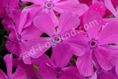 Флокс шиловидный Друммонд Пинк phlox subulata Drummond pink