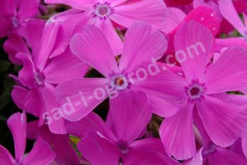 Флокс шиловидный Друммонд Пинк phlox subulata Drummond pink