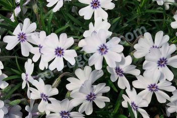 Флокс шиловидный Бавария Phlox subulata Bavaria