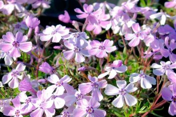 Флокс шиловидный Бенита phlox subulata Benita