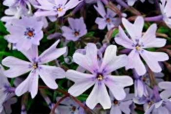 Флокс шиловидный Фабулос Блю Вайолет Phlox subulata Fabulous Blue Violet