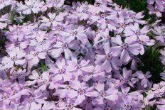 Флокс шиловидный Г.Ф. Вилсон Phlox subulata G.F.Wilson