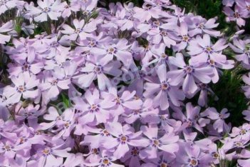 Флокс шиловидный Г.Ф. Вилсон Phlox subulata G.F.Wilson