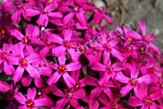 Флокс шиловидный Темискаминг phlox subulata Temiscaming
