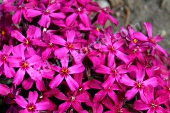 Флокс шиловидный Темискаминг phlox subulata Temiscaming