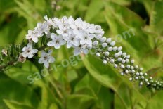 Вербейник Lysimachia