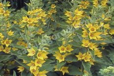 Вербейник точечный Lysimachia punctata