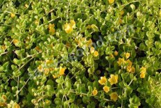 Вербейник монетчатый Lysimachia nummularia