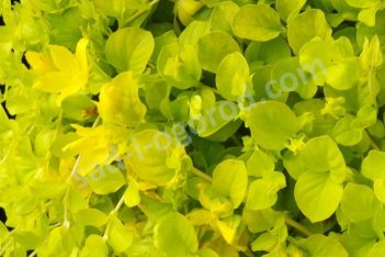 Вербейник монетчатый Ауреа Lysimachia nummularia Aurea