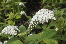 Вербейник ландышевый Lysimachia clethroides