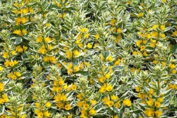 Вербейник точечный Александр Lysimachia punctata Alexander