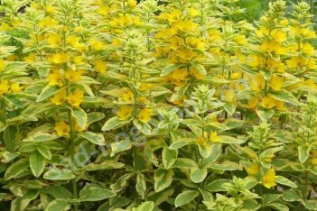 Вербейник точечный Голден Александр Lysimachia punctata Golden Alexander