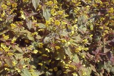 Вербейник реснитчатый Файер Крекер Lysimachia ciliata purpurea Fire Cracker