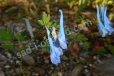 Хохлатка Corydalis