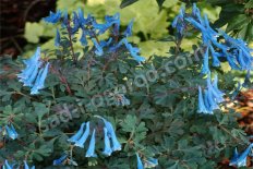 Хохлатка узколистная Блю Херон Corydalis angustifolius Blue Heron