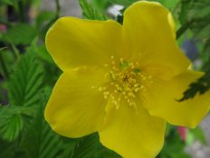 Керрия японская Голден Гвинеа Kerria japonica golden guinea