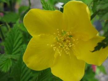 Керрия японская Голден Гвинеа Kerria japonica golden guinea