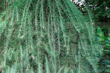 Лиственница японская Пендула Larix kaempferi Pendula